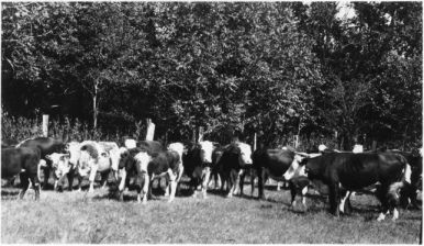 Beef Cattle, Temple Farm, 1932. Image available from North Carolina State University Libraries. 
