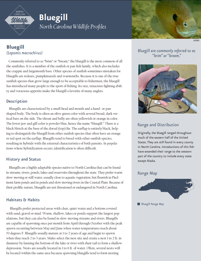 PDF brochure of the Bluegill from the North Carolina Wildlife Resources Commission.