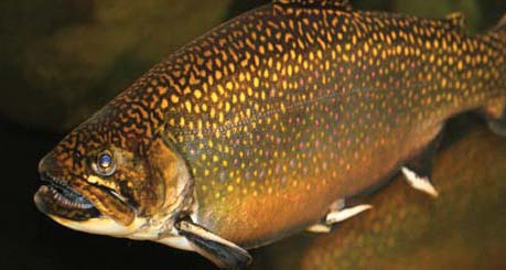 Freshwater Trout, Southern Appalachian Brook Trout