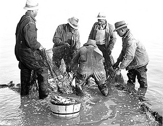 Coastal Region. Brickle, Edenton, Shad and Herring fishing, ca. 1935-1940. Image courtesy of State Archives of NC.