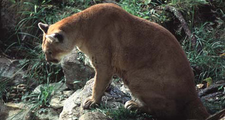 eastern cougar south carolina