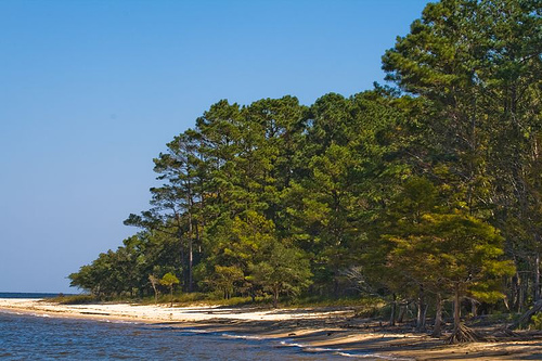 "Forest Meets River, Croatan National Forest, North Carolina." Image courtesy of LollyKnit. 