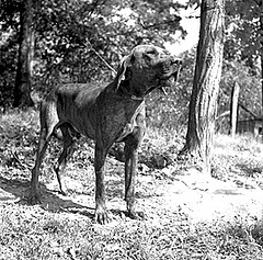 One of the Plott's Plott Hounds, 1952. From Conservation and Development Department, Travel and Tourism Division Photo Files, North Carolina State Archives, call #:  C&D 8623-C. 
