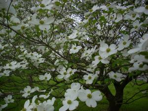 Dogwood flowers