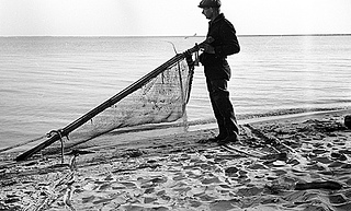Brickle, Edenton, Shad and Herring fishing n.d. (1935-1940). From the Charles A. Farrell Photograph Collection, NC State Archives, call #:  PhC_9_2_58_2,  Raleigh, NC.