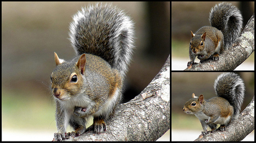 western gray squirrel range