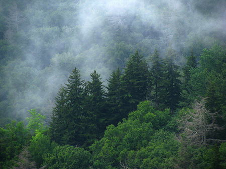 Ford, Alex. 2007. "Evergreens in the Smokies." 