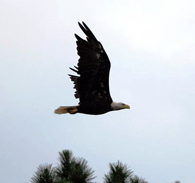 Bald eagle in flight, Jordan Lake State Recreation Area, by Steve McMurray, July 12, 2010. North Carolina State Parks Collection, North Carolina Digital Collections. Prior permission from the North Carolina Division of State Parks is required for any commercial use.
