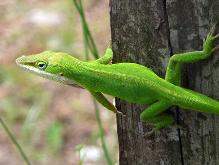Green anole lizard on a tree, Lumber River State Park.  Photograph by J. Davison, May 23, 2009.  North Carolina State Parks Collection, North Carolina Digital Collections. Prior permission from the North Carolina Division of State Parks is required for any commercial use.