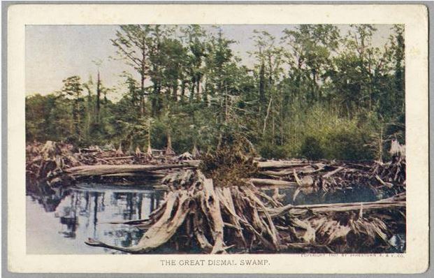 "The Great Dismal Swamp," postcard by The Jamestown Amusement & Vending Company. Item H.1954.9.1, from the collections of the N.C. Museum of History.  Used courtesy of the N.C. Department of Cultural Resources. 