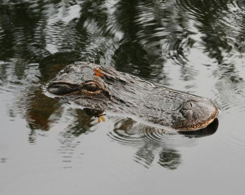 Dragonfly on an alligator, Lake Waccamaw State Park. Photograph by Ed Corey, October 3, 2007.  North Carolina State Parks Collection, North Carolina Digital Collections. Prior permission from the North Carolina Division of State Parks is required for any commercial use.