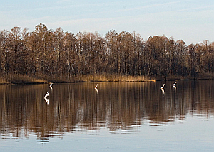 Egrets on Lake Mattamuskeet
