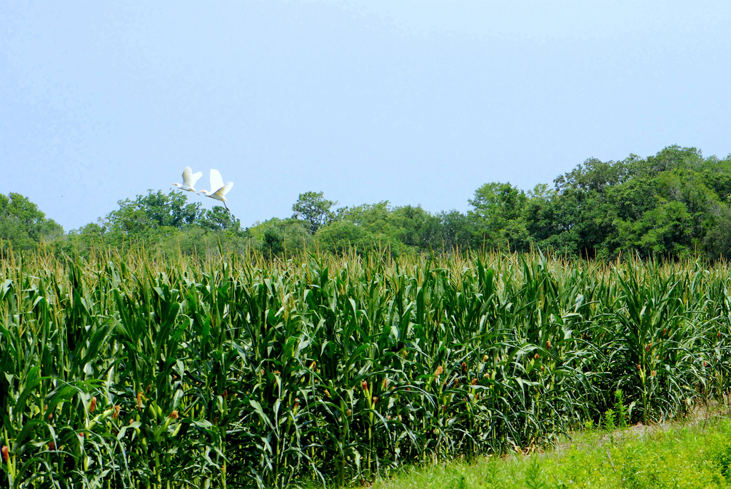 Two cattle egrets fly over the cornfield.