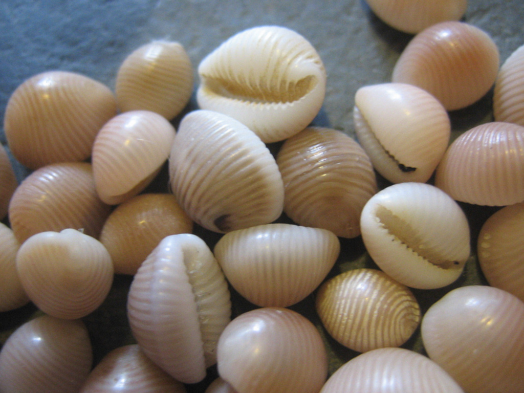  Cowrie shells