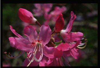 Azalea blooms. They are pink with long stamens sticking out. 