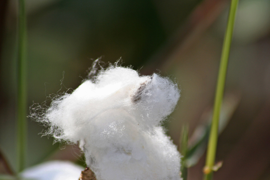 Cotton boll close-up