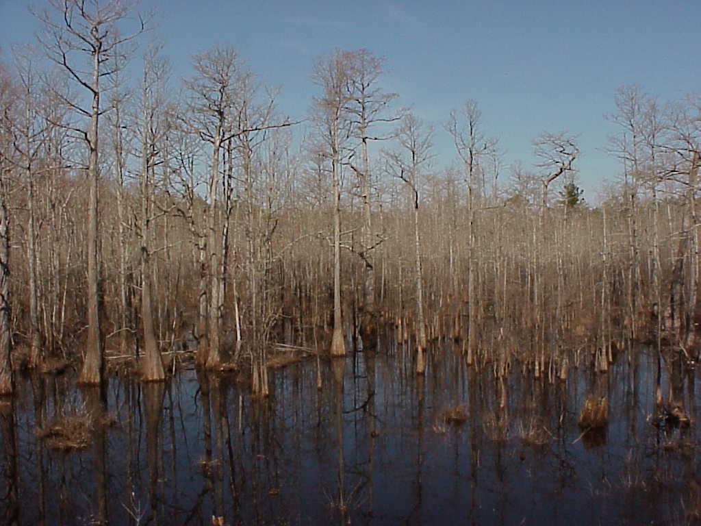 Cypress swamp