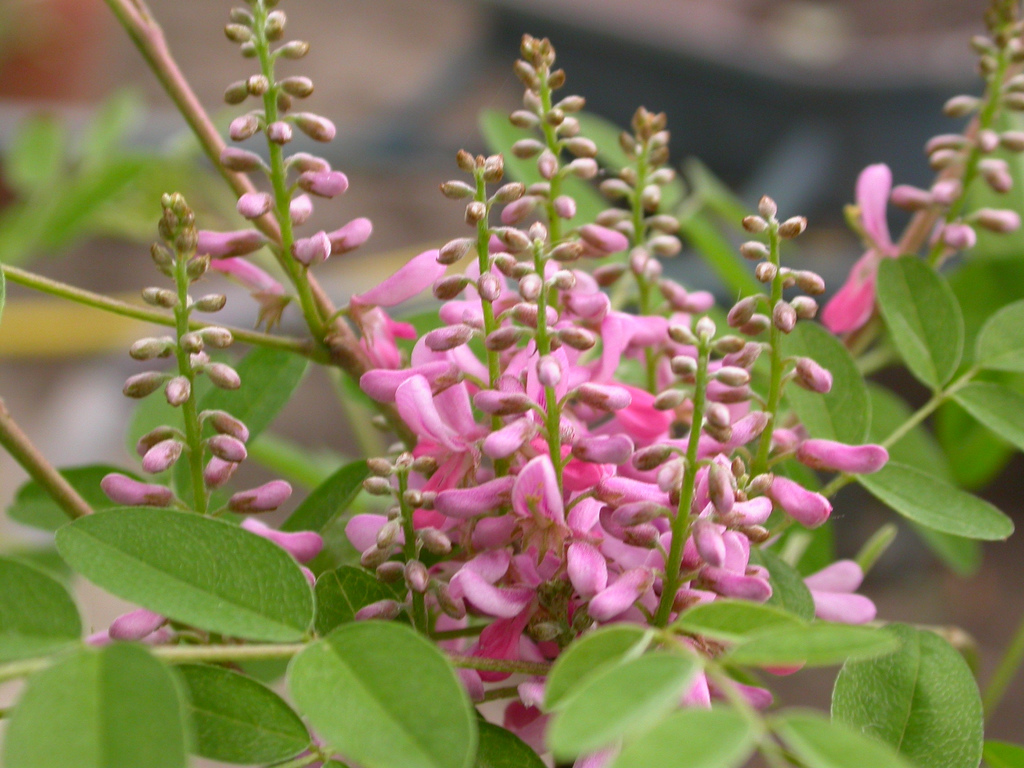 Flower of the indigo plant, which is pink.