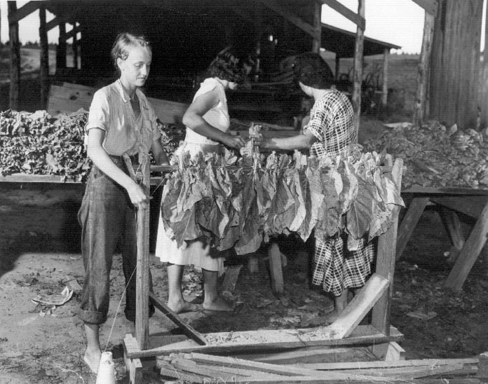 tying tobacco