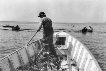 Fisherman poling his boat to a net in Back Sound in Carteret County, 1992. Copyright Edwin Martin, 1992. North Carolina Collection, University of North Carolina at Chapel Hill Library.