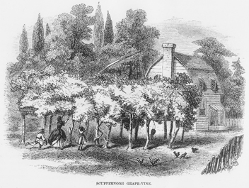 Scuppernong grape arbor beside a dwelling in northeastern North Carolina as depicted in an 1859 engraving in Harper's New Monthly Magazine. North Carolina Collection, University of North Carolina at Chapel Hill Library.