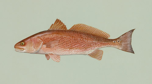 "Red Drum." Image from U.S. Fish and Wildlife Service.