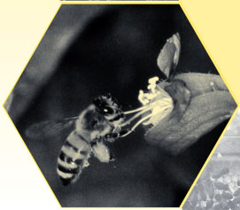 Image of the honey bee, from the "Honey Bee Dance Language." Published 2004 by the North Carolina Cooperative Extension Service.