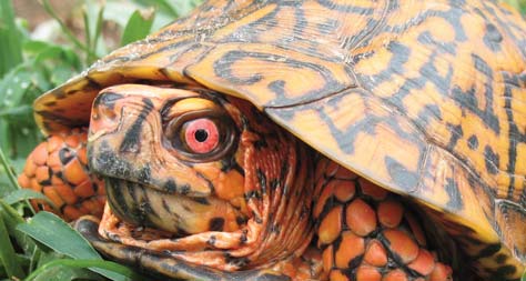 Eastern box turtle, image from NC Wildlife Resources Commission.