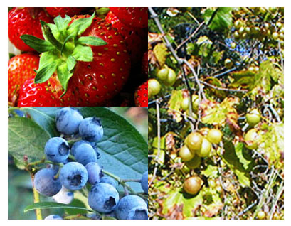 Montage of North Carolina's State Fruits: The Strawberry, Blueberry, and Scuppernong Grape.