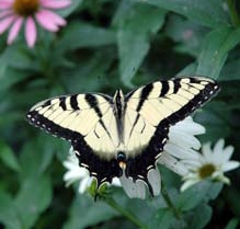 Photograph of the Eastern Tiger Swallowtail butterfly, from <i>Extension Gardener</i>, NC Cooperative Extension Service, 2009. Presented on NC Digital Collections.