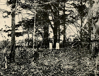 A photograph of Dr. Richard Fenner's grave. Image from Archive.org.