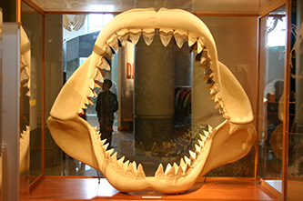 The jaws and teeth of a megalodon shark at the North Carolina Museum of Natural Sciences. Image from Flickr user Ryan Somma.