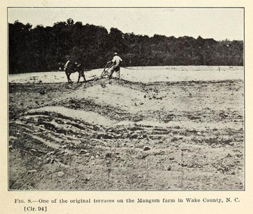 Photograph of "One of the original terraces on the Mangum farm in Wake County, N.C.," from J.S. Cates' <i>The Mangum terrace in its relation to efficient farm management</i>, p. 9, published 1912 by the U.S. Department of Agriculture, Bureau of Plant Industry.  Presented on Archive. org. 