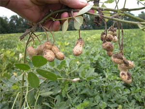  "Peanut leaves and freshly dug pods Stuckey, South Carolina."  Image on Wikimedia Commons by user Pollinator, released under GNU Free Documentation License. Nicholas Nixon was a North Carolina peanut planter and pioneer in peanut production techniques. 