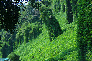 Kudzu covering the land in Bryson City, North Carolina. Image courtesy of Flickr user Francisco Daum.   