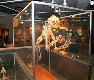 Tiger Exhibit at the North Carolina Museum of Life and Sciences, Durham, NC. Image courtesy of Flickr user Braz Brandt.