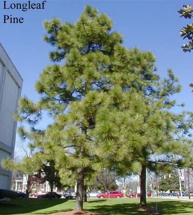 longleaf pine