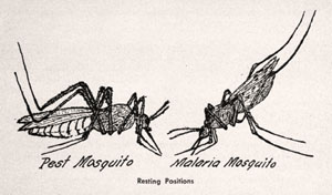 illustration, resting mosquitos