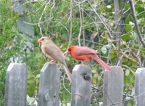 birds similar to cardinals