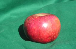 Mattamuskeet Apple. Image courtesy of Century Farm Orchards. 