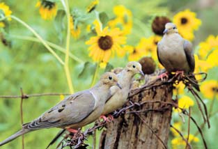 Mourning doves