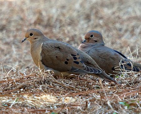 North Carolina Bird Chart