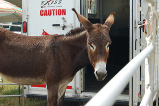 Benson Mule Day. Image courtesy of Flickr user Mangrove Mike. 