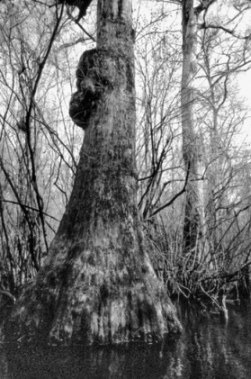 The Black River in Pender County, home to 1,700-year-old cypress trees identified as the oldest living trees east of the Rocky Mountains, is among the North Carolina habitats protected by the Nature Conservancy. This 1986 photograph shows one of the old-growth trees. Photograph by Frederick W. Annand.