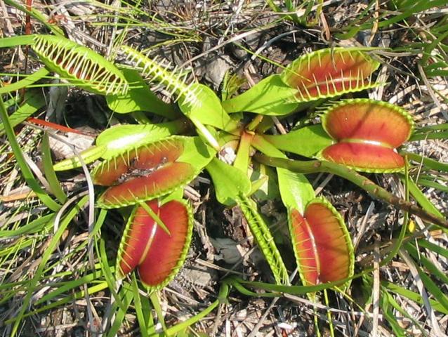 Photo of a Venus Flytrap, Dionaea muscipula