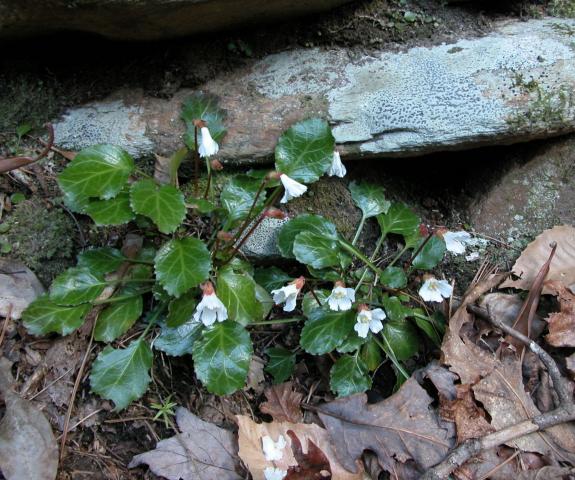 Northern Oconee Bells, Shortia galacifolia var. brevistyla,<b> by Andrew Buchanan, 2006. Used with permission.