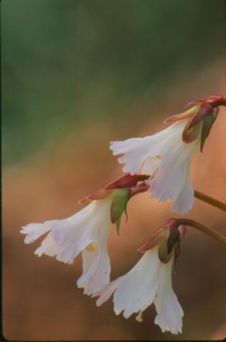 Oconee Bells, Shortia galacifolia by Kevin Adams, 2006. Used with permission.