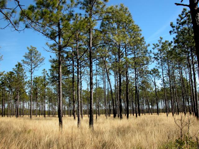 Longleaf Pine Savanna Natural Community, photo by Misty Buchanan, 2004