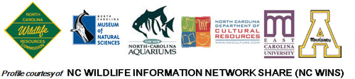 Profile courtesy of NC WINS (NC Wildlife Information Network Share)
