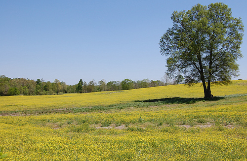 Field in Chatham County, NC, part of the Piedmont